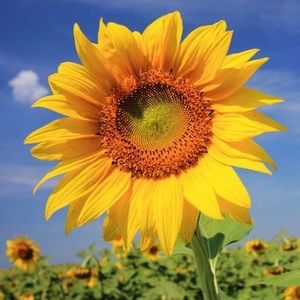 Meet your Posher, Karyn